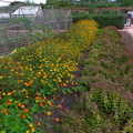 Flower beds