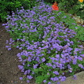 Purple flowers
