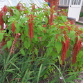 Fronds