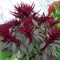 Purple plant