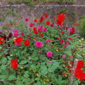 Mixed flowers