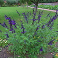 Purple flowers