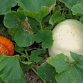 Pumpkins