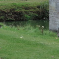 Ducks