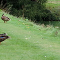 Ducks