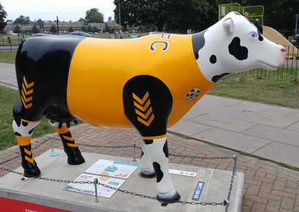 Football cow