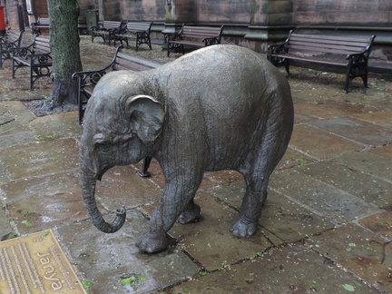 Elephant