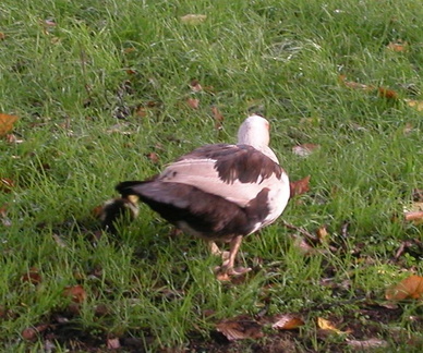 Duck