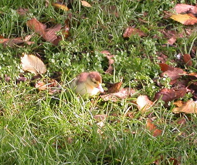Duckling