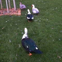 Ducks