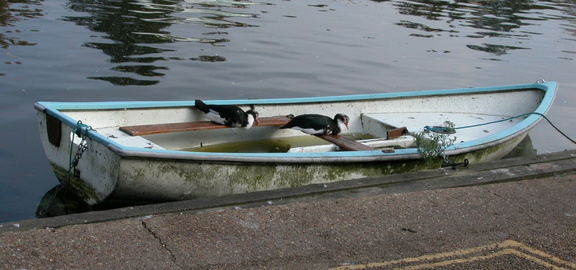 Ducks in a boat