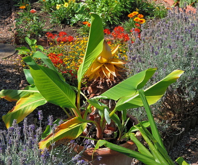 Banana