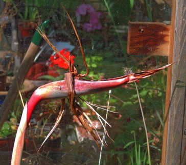 Bird of Paradise
