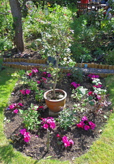 Flower bed