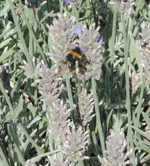 Bee