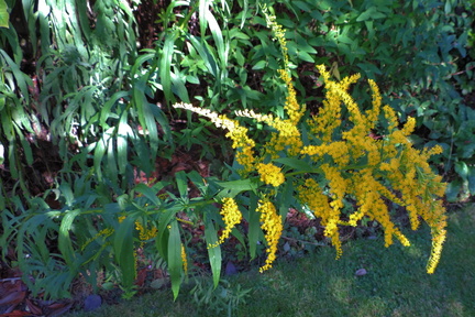 Yellow flowers