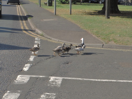 Ducks