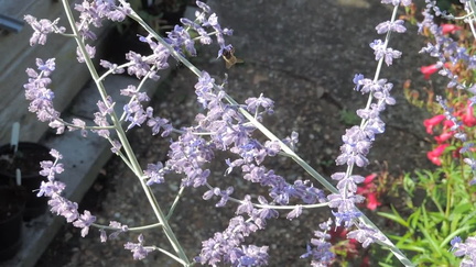 Honeybee