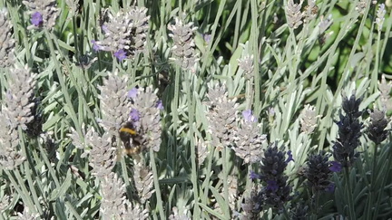 Bee