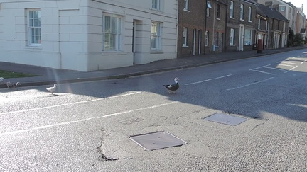 Ducks