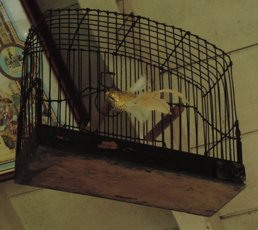 Cage