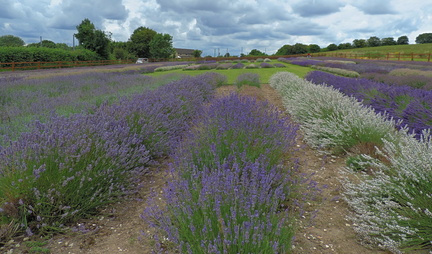 Lavender