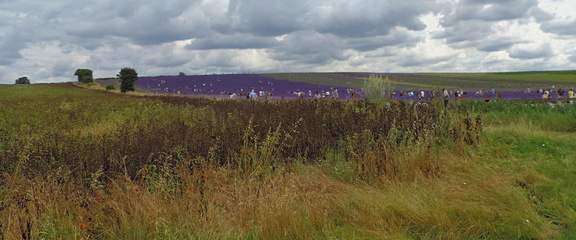 Fields