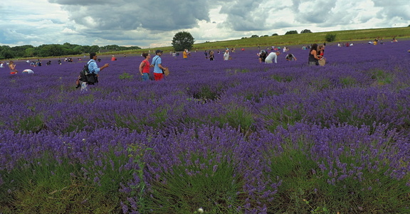 Across the fields
