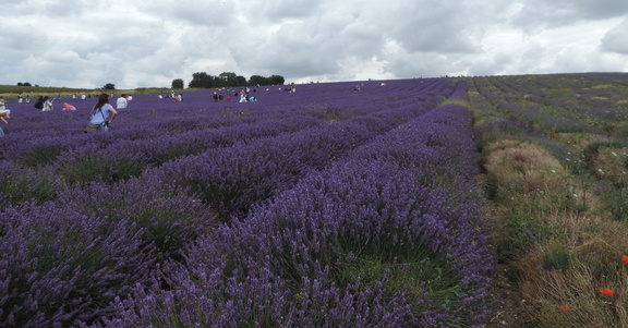 Up the fields