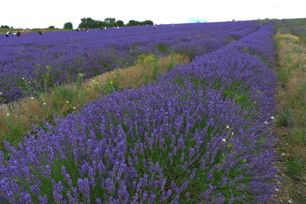Up the fields