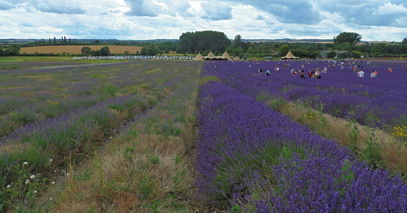 Down the fields