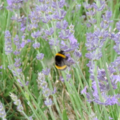 Bee