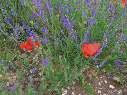 Poppies
