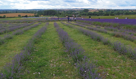 Down the fields