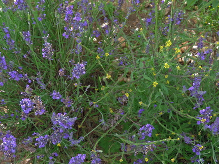 Mixed flowers
