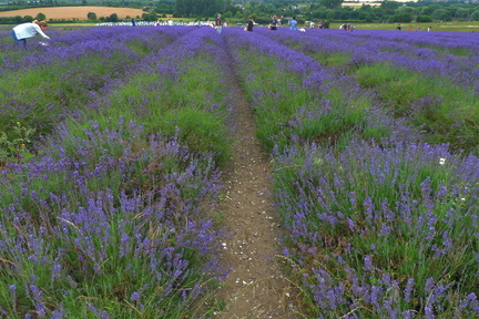 Down the fields