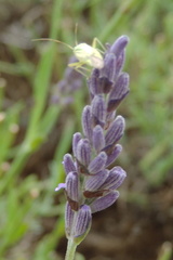 Insect