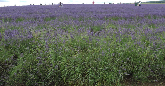 Across the fields