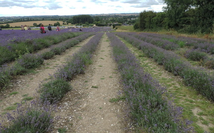 Down the fields