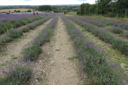 Down the fields