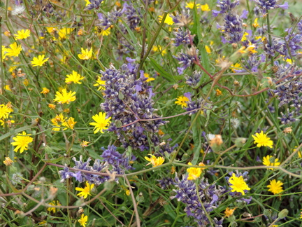 Mixed flowers