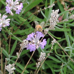Bee