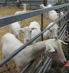 Goats