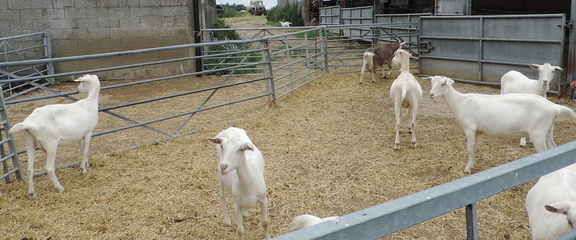 Goats