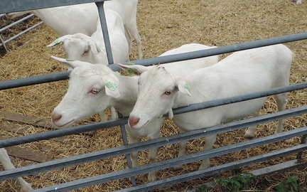 Goats