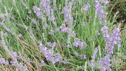 Bees