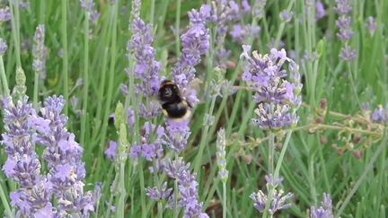 Bee
