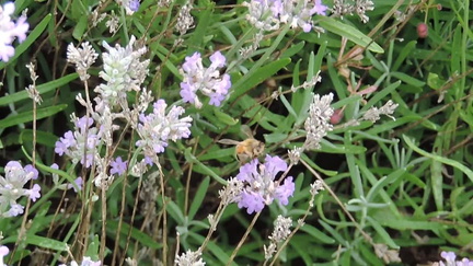Bee