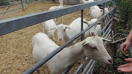 Goats