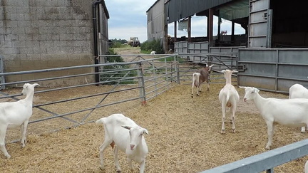 Goats